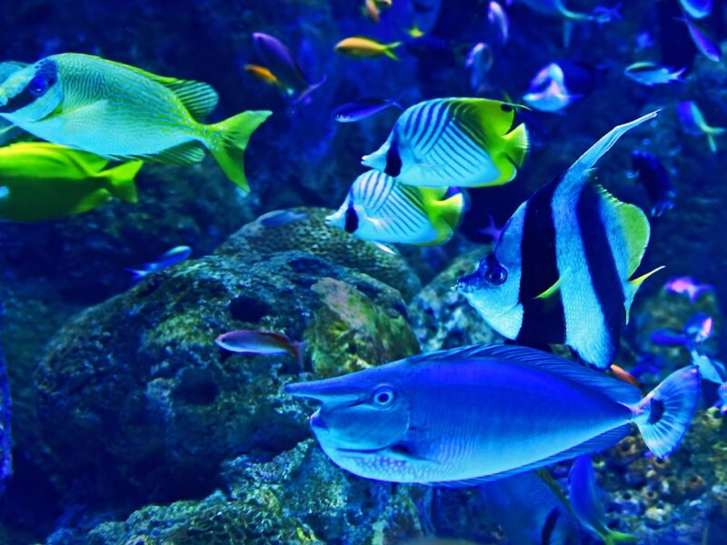 What Owning a Saltwater Aquarium Really Costs Per Year