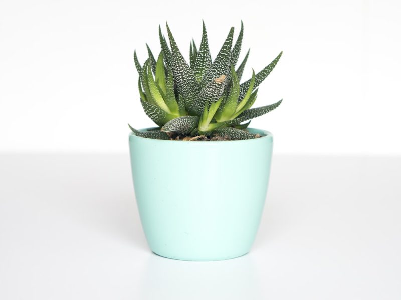 Hidden Costs of Buying a House Plant Collection