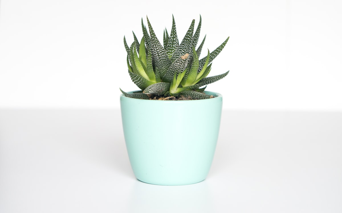 Hidden Costs of Buying a House Plant Collection